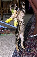 Trim's first week, 12 weeks old.  